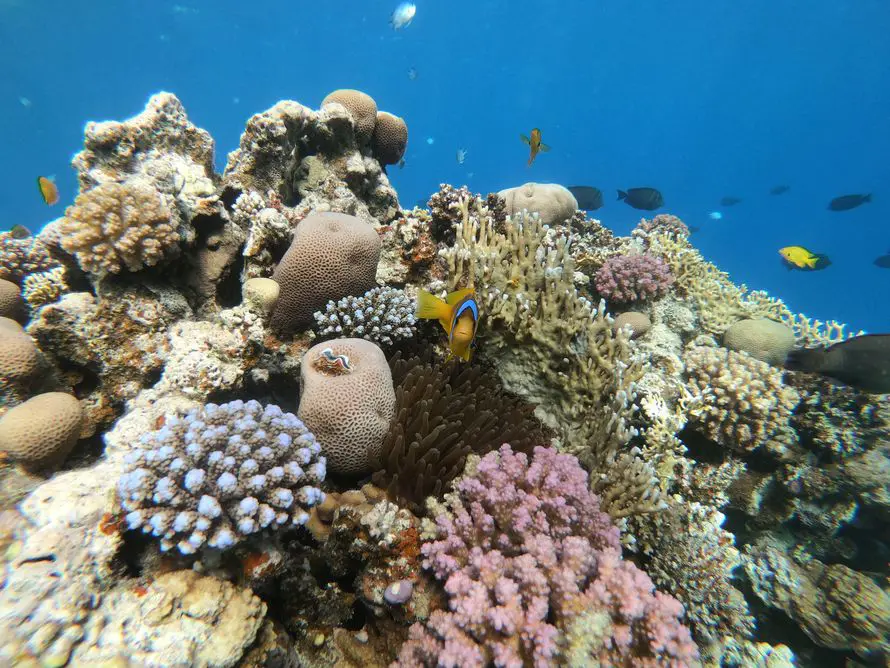Islands and Snorkeling Tour